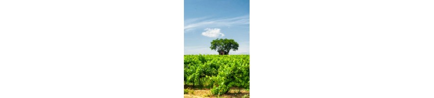 COTE DE ROUSSILLON Singla La coume du Roy La Cave D'Agly Pietri-Geraud